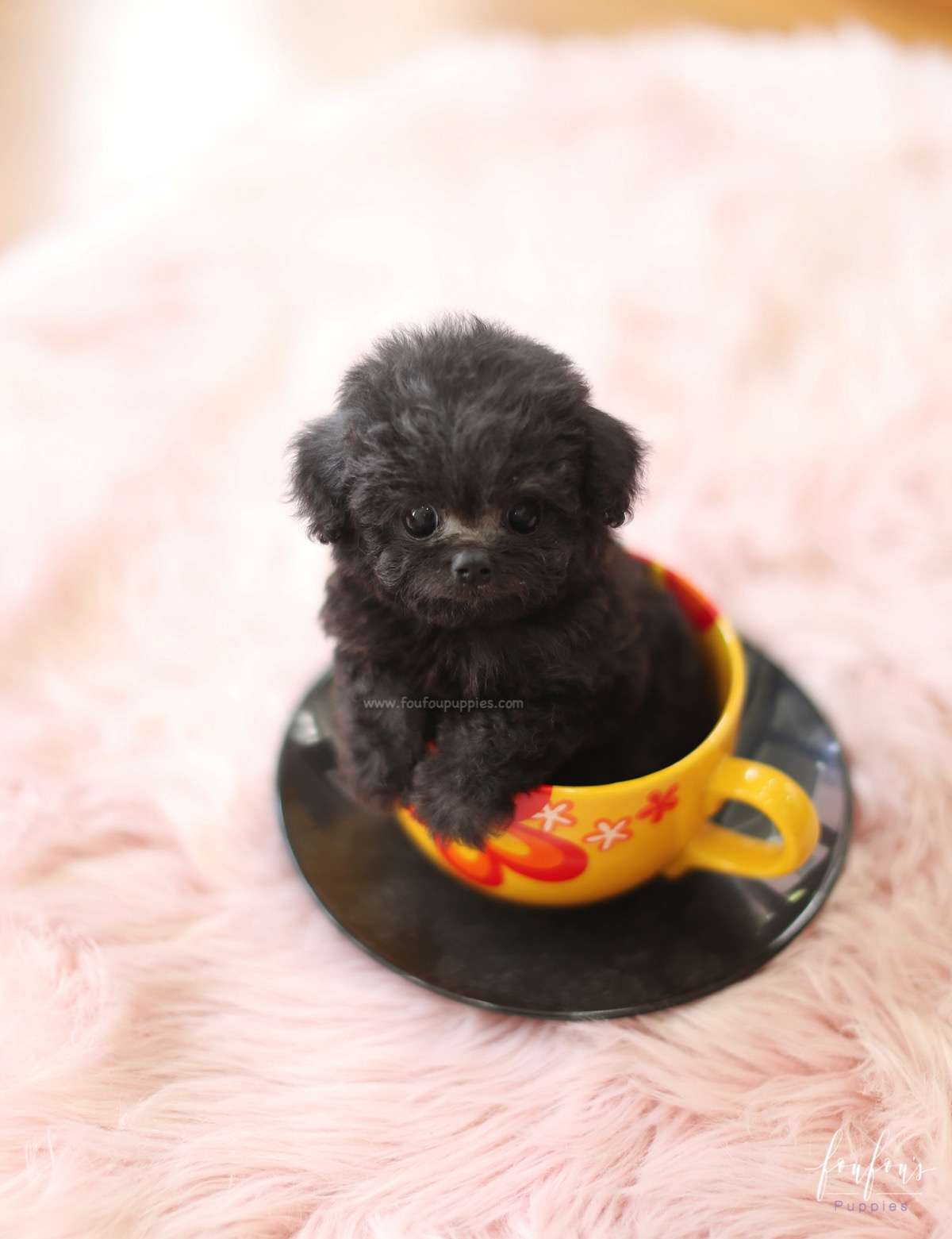 Dahlia - Poodle F.