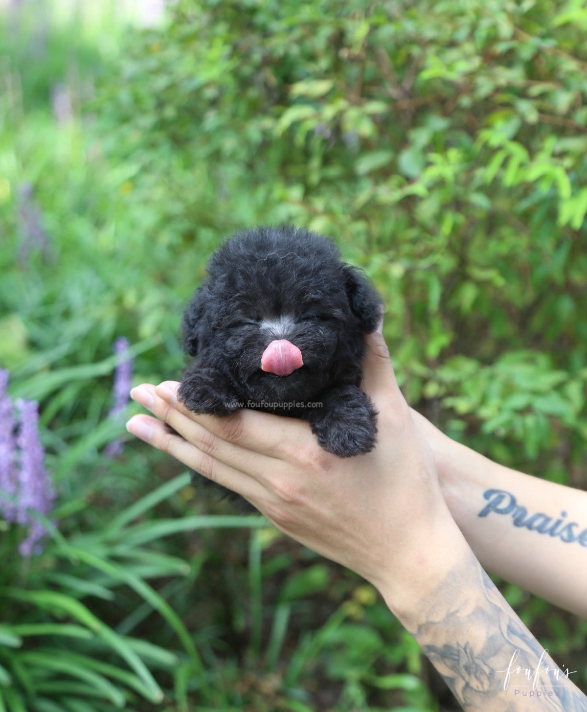 Dahlia - Poodle F.