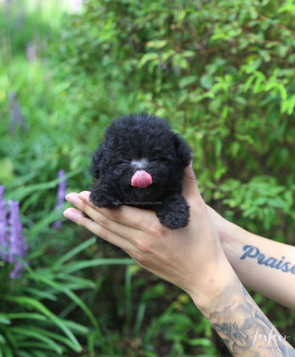 Dahlia - Poodle F.