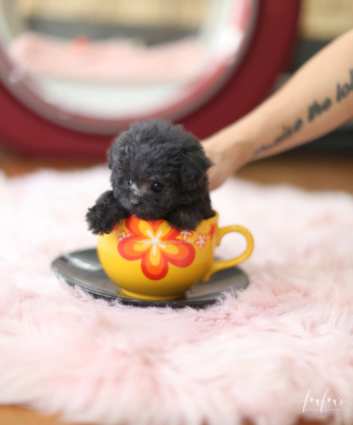 Dahlia - Poodle F.