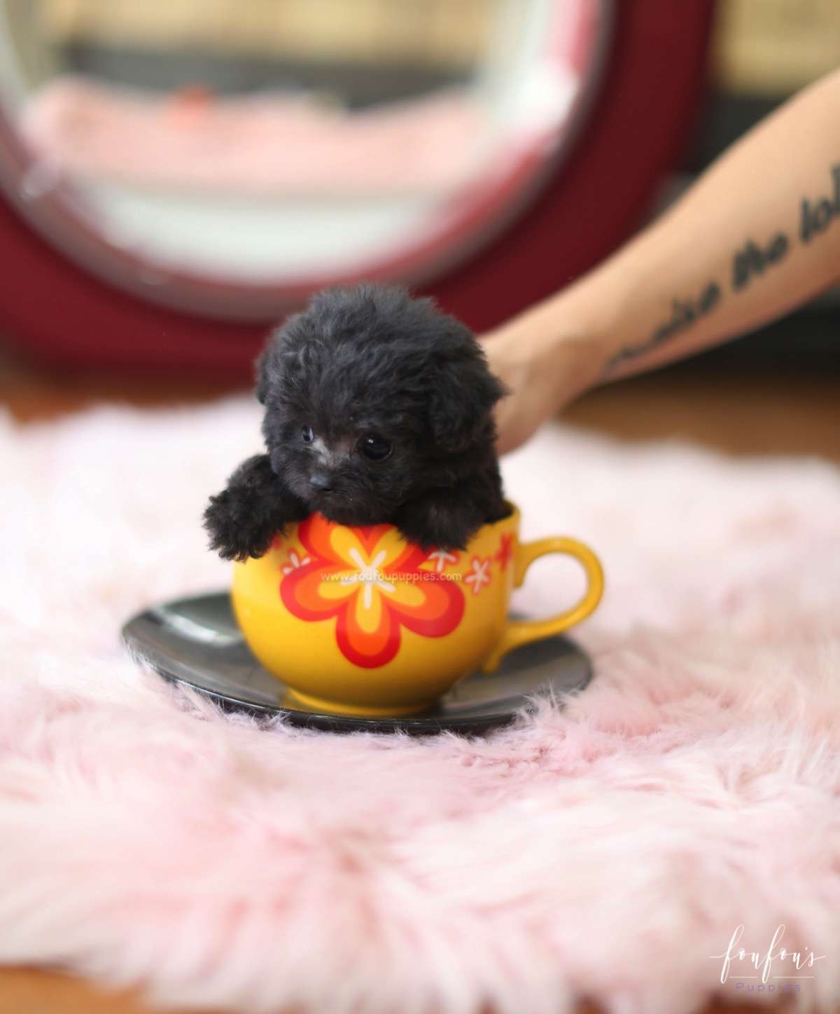 Dahlia - Poodle F.