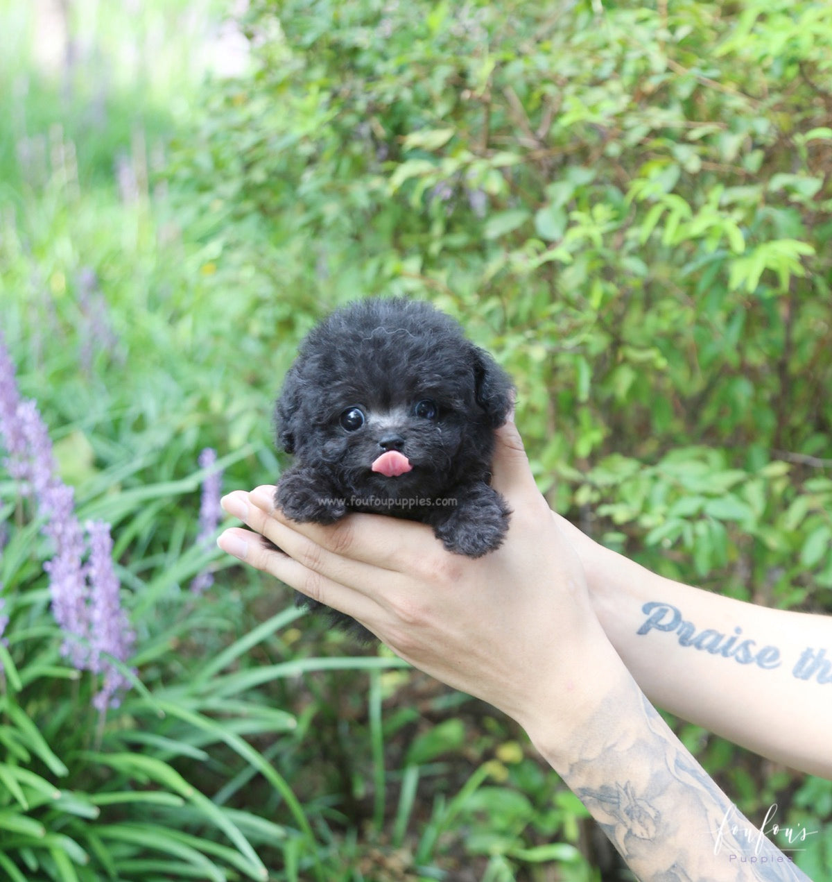 Dahlia - Poodle F.