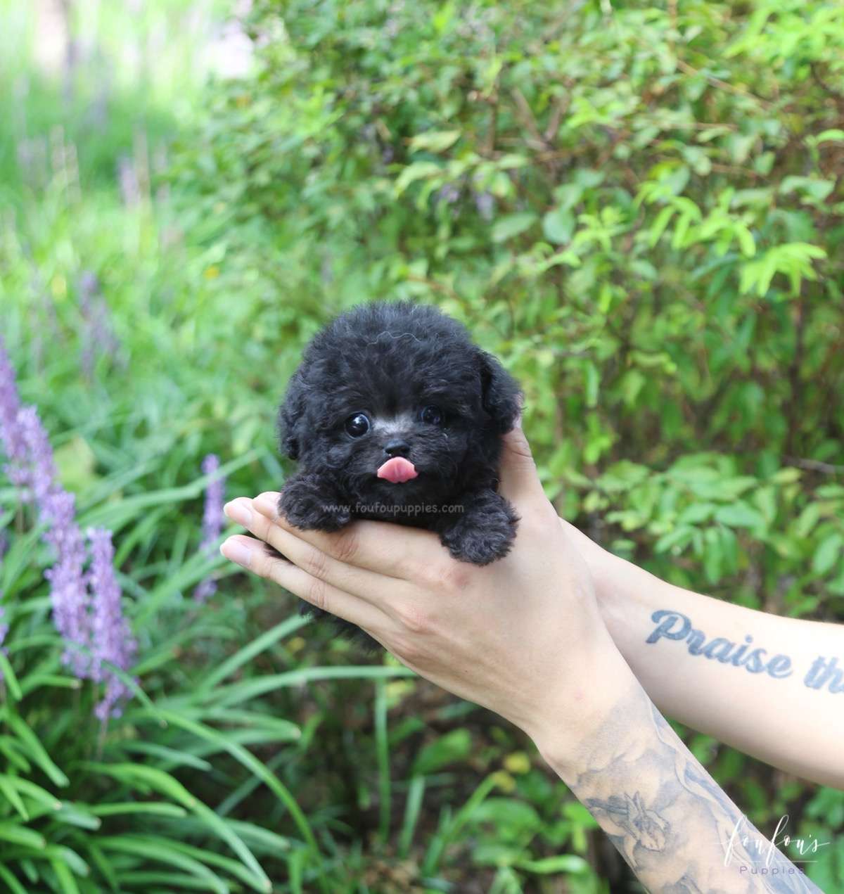 Dahlia - Poodle F.