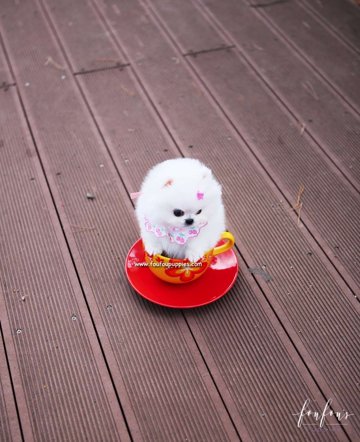 Gidget - Pomeranian F.