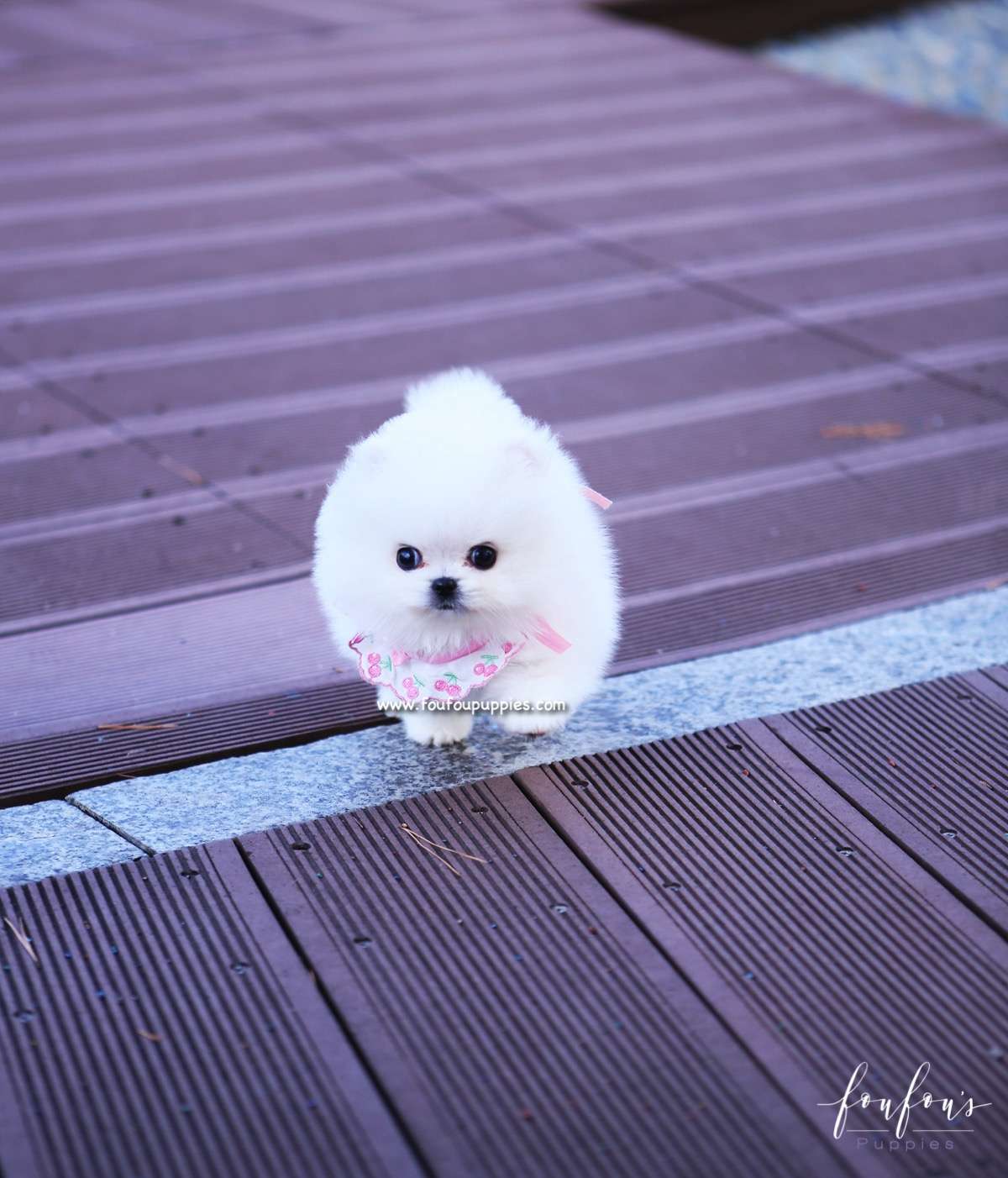 Gidget - Pomeranian F.