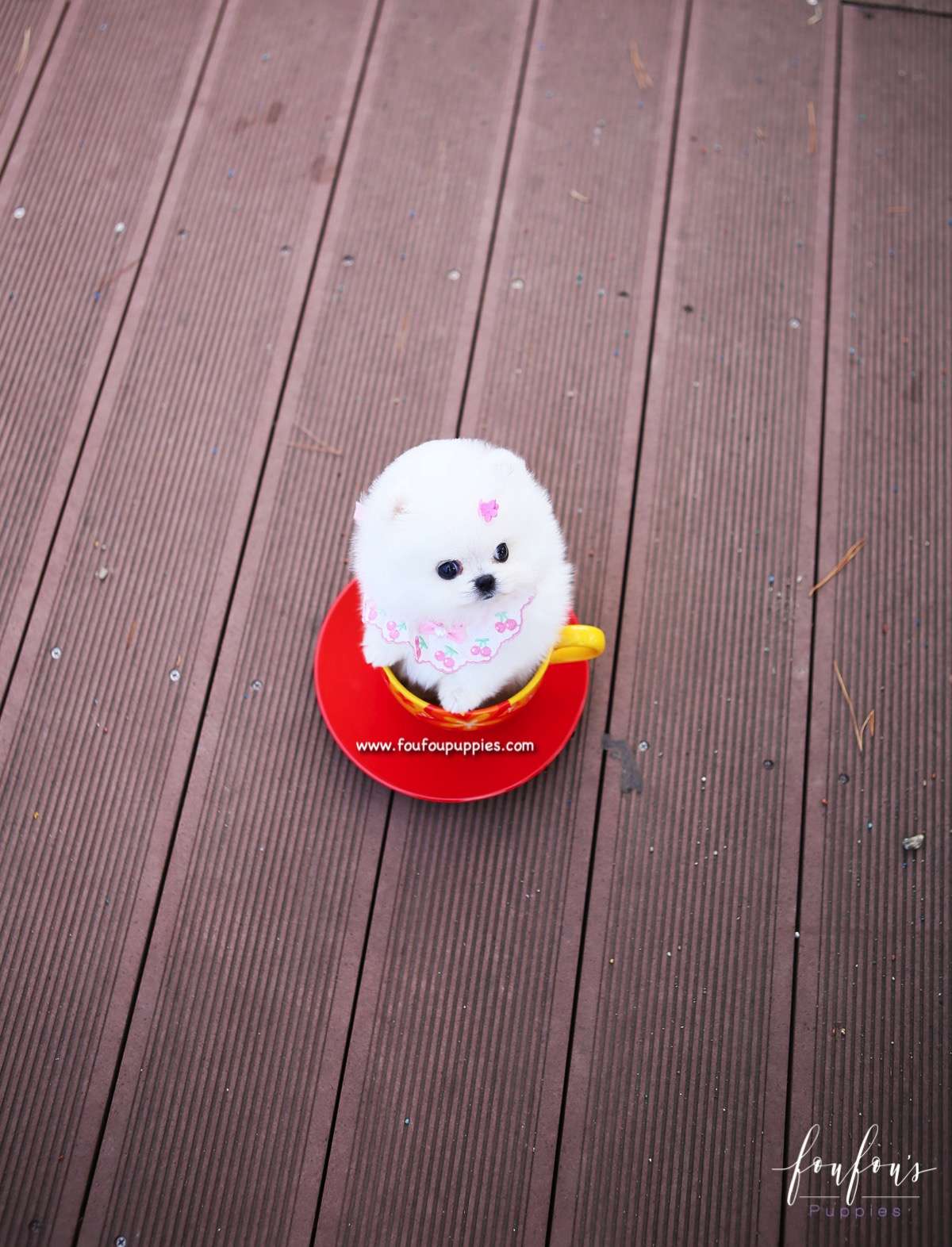 Gidget - Pomeranian F.