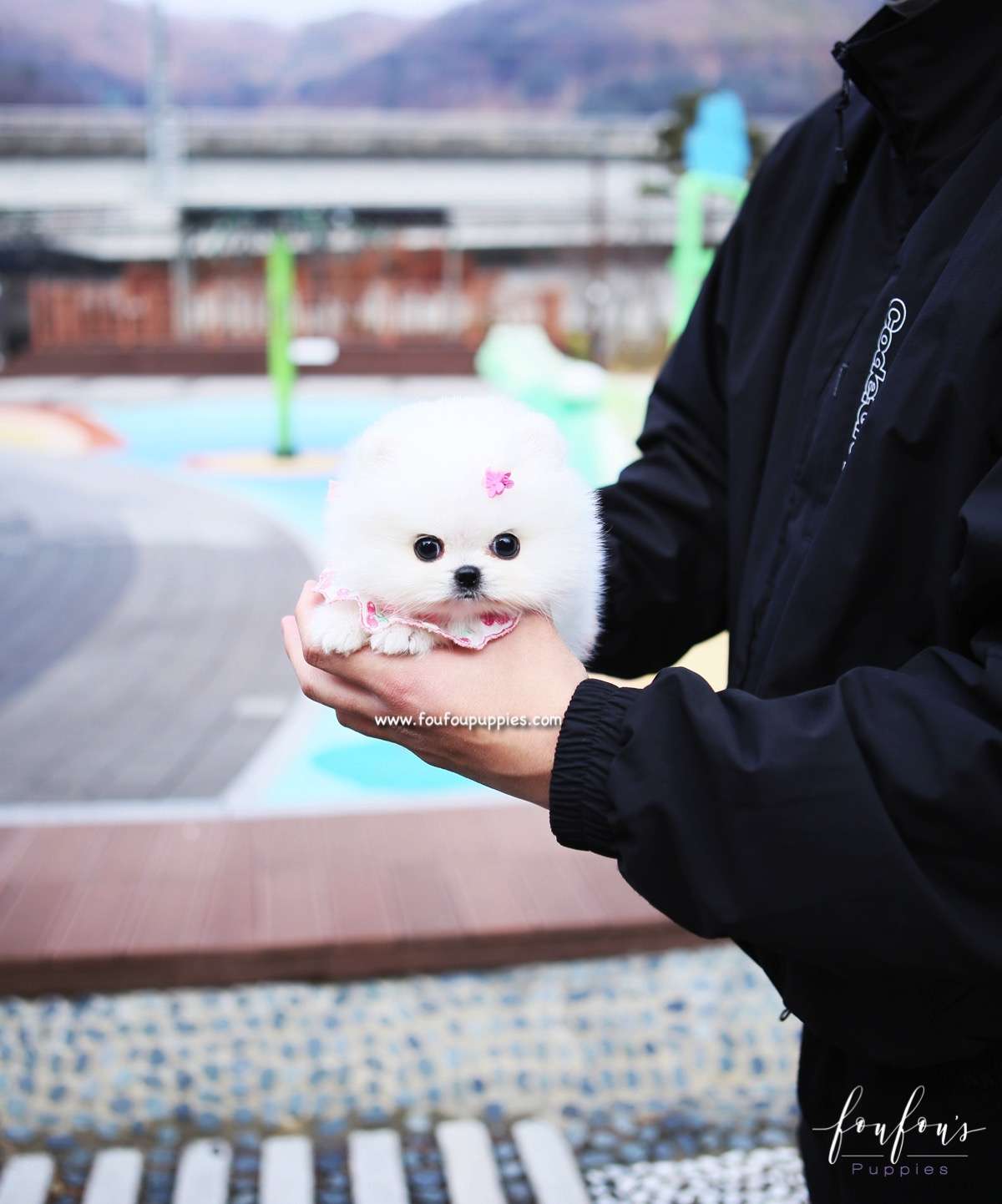 Gidget - Pomeranian F.