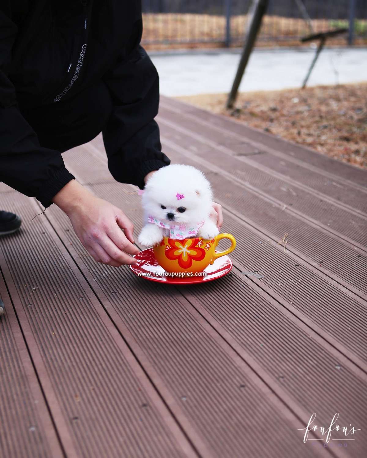 Gidget - Pomeranian F.