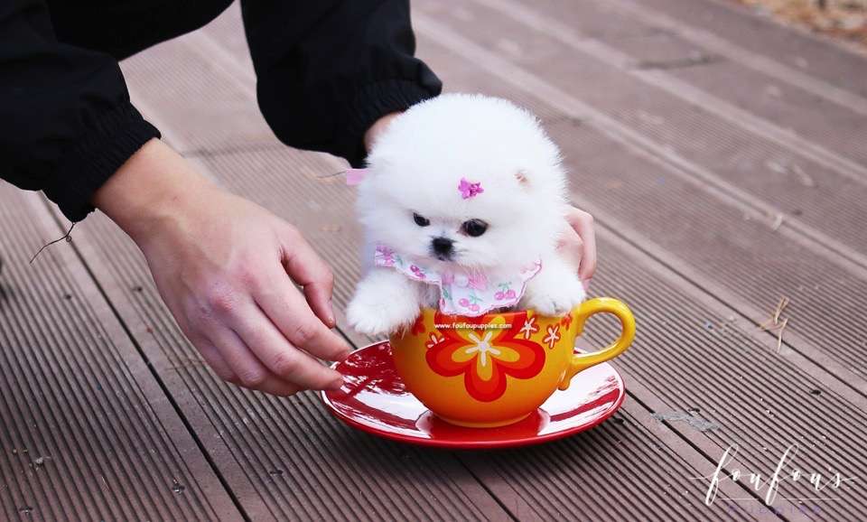 Gidget - Pomeranian F.