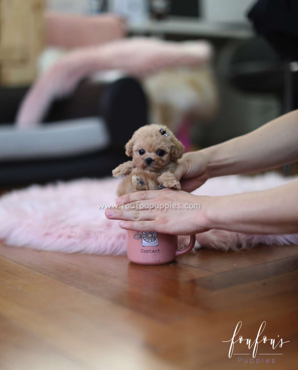 Fleur - Poodle F.