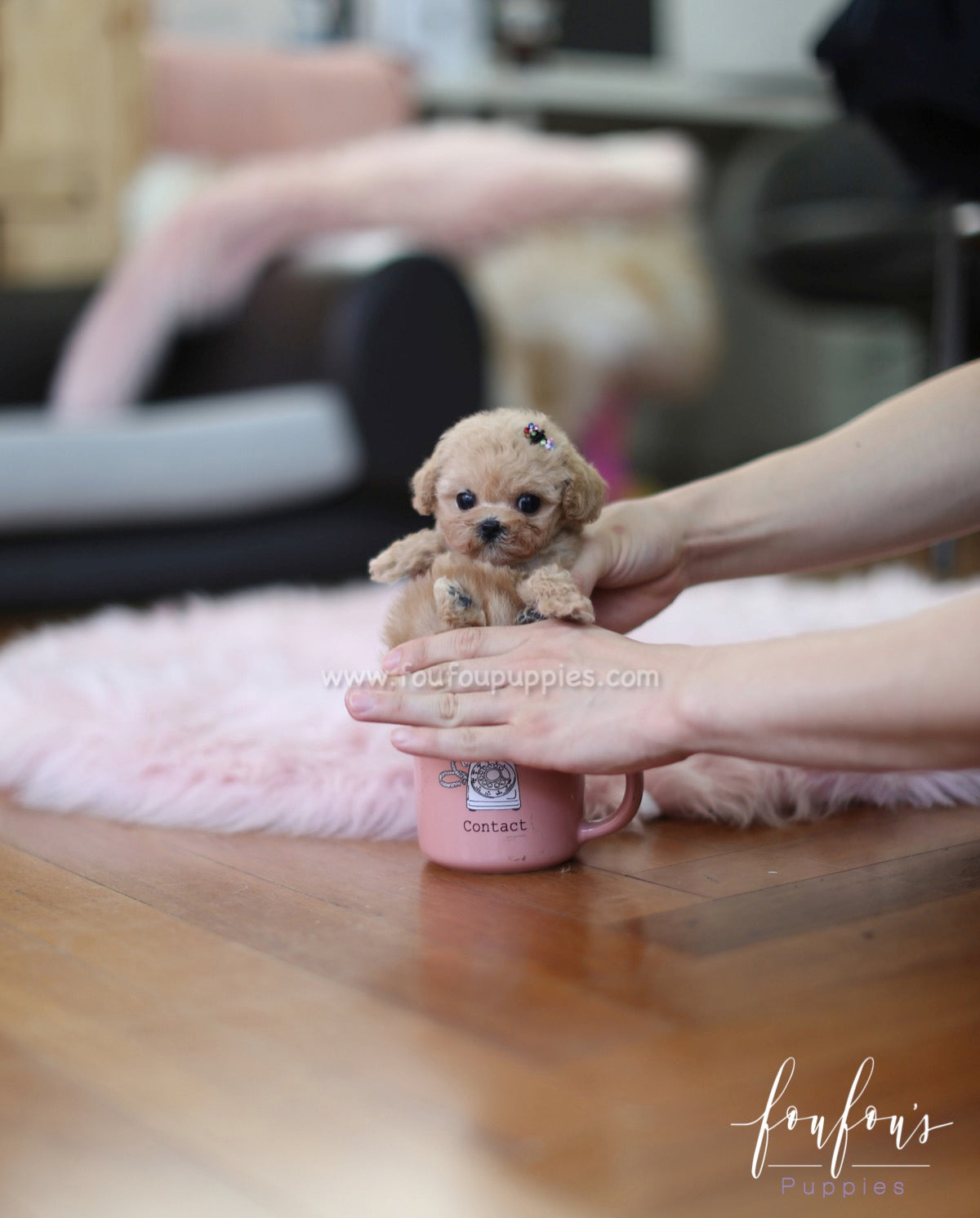 Fleur - Poodle F.