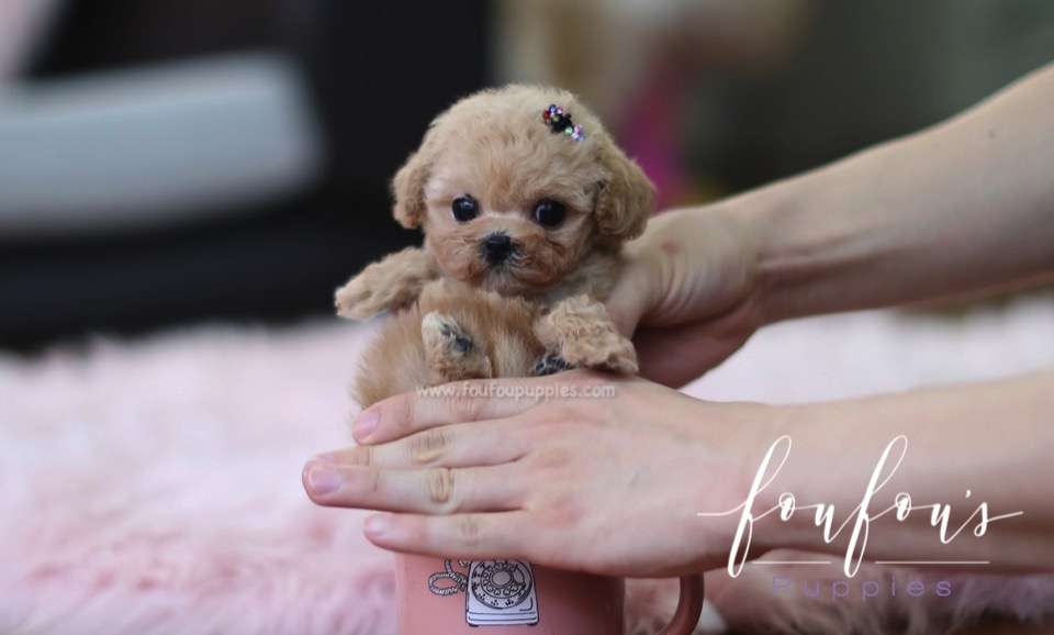 Fleur - Poodle F.