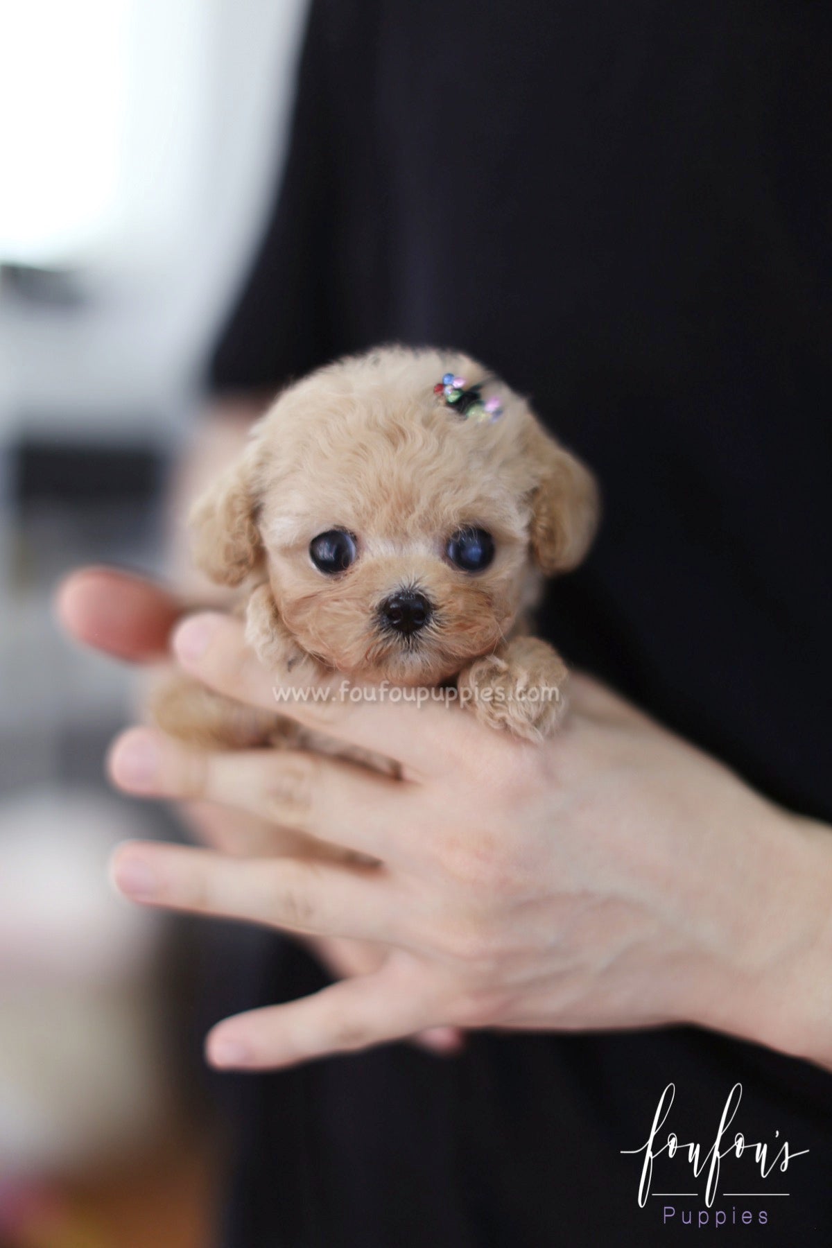 Fleur - Poodle F.
