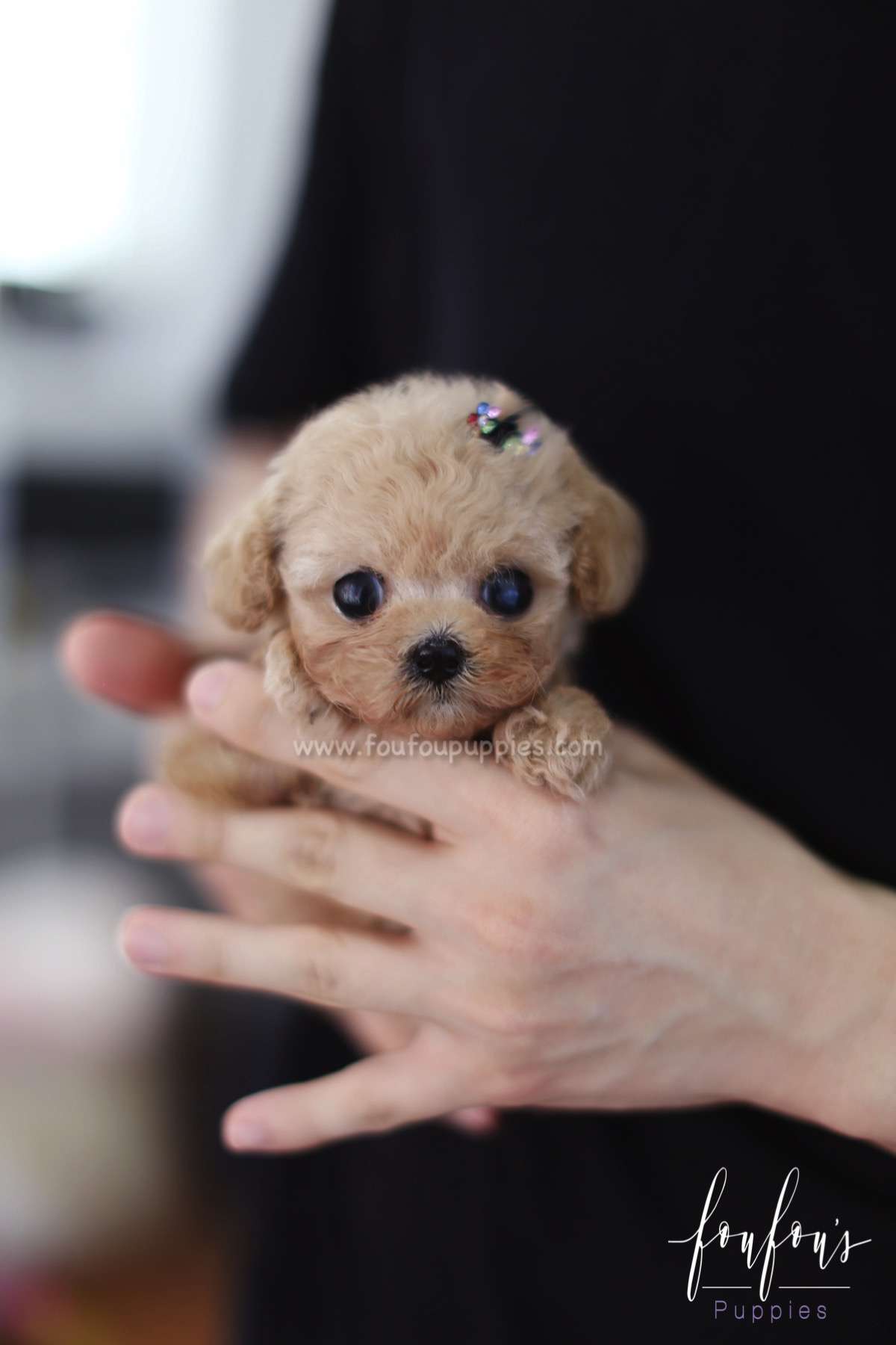 Fleur - Poodle F.