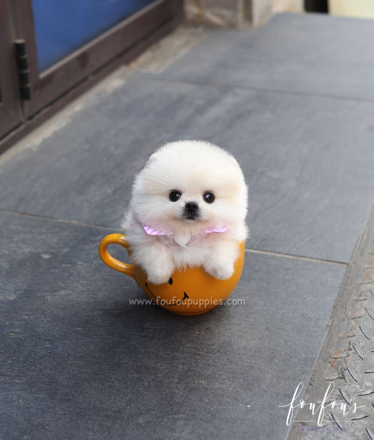 Willow - Pomeranian F.