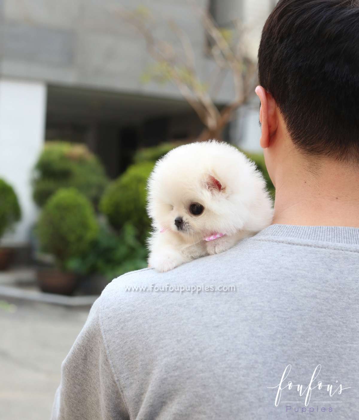 Willow - Pomeranian F.
