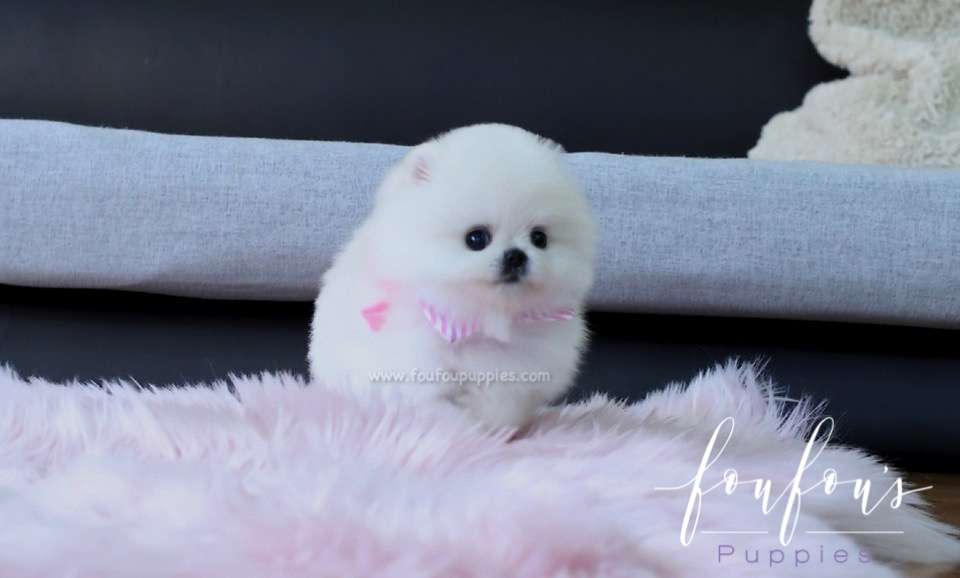 Willow - Pomeranian F.
