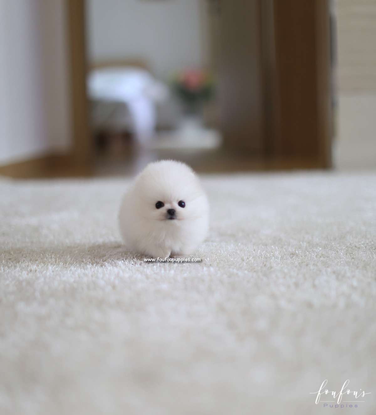 Kai - Pomeranian M.
