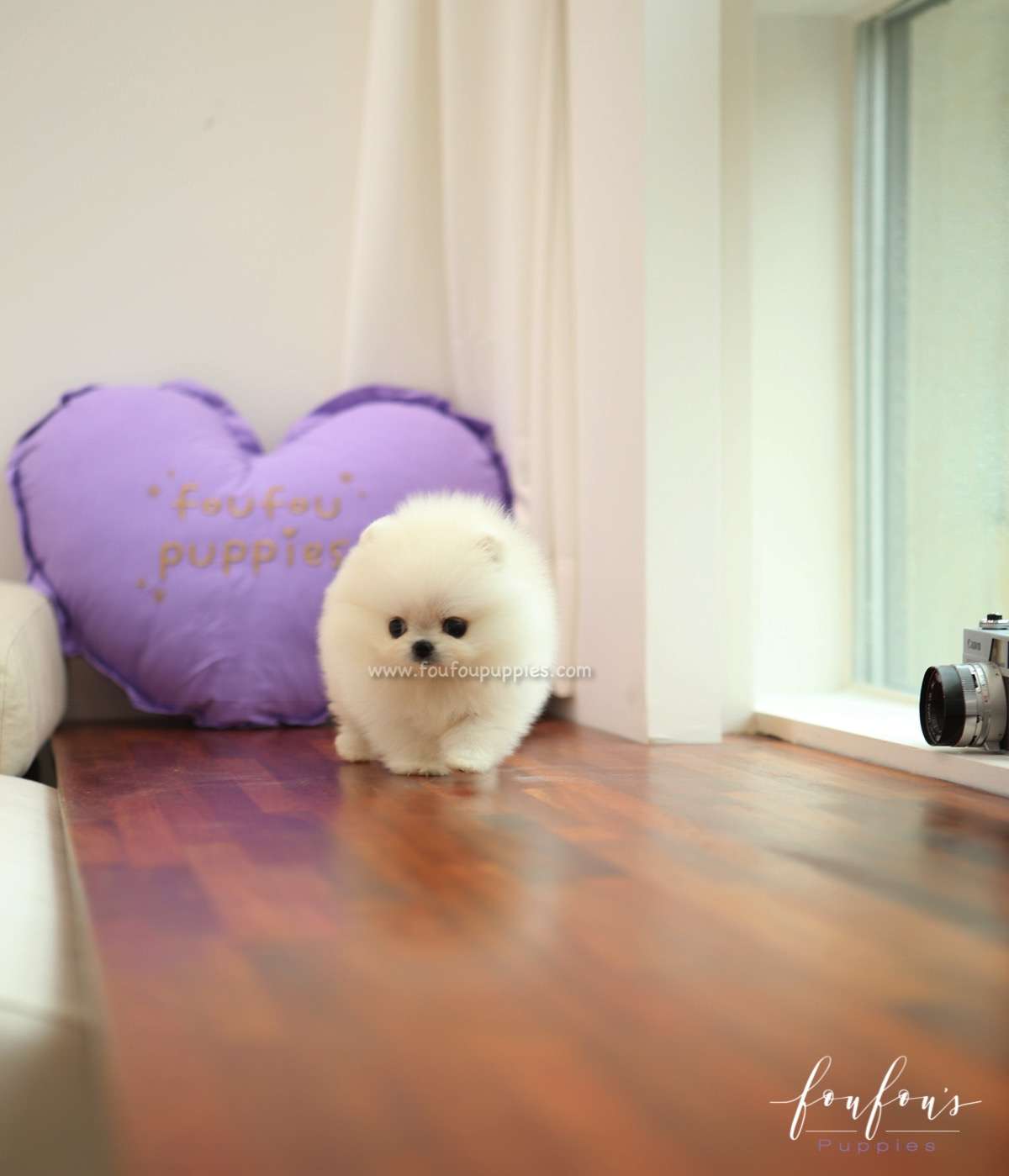 Sugar - Pomeranian F.