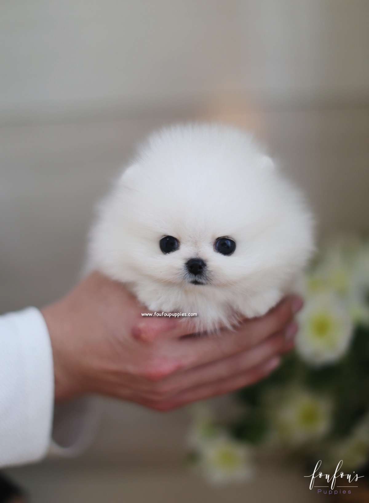 Kai - Pomeranian M.