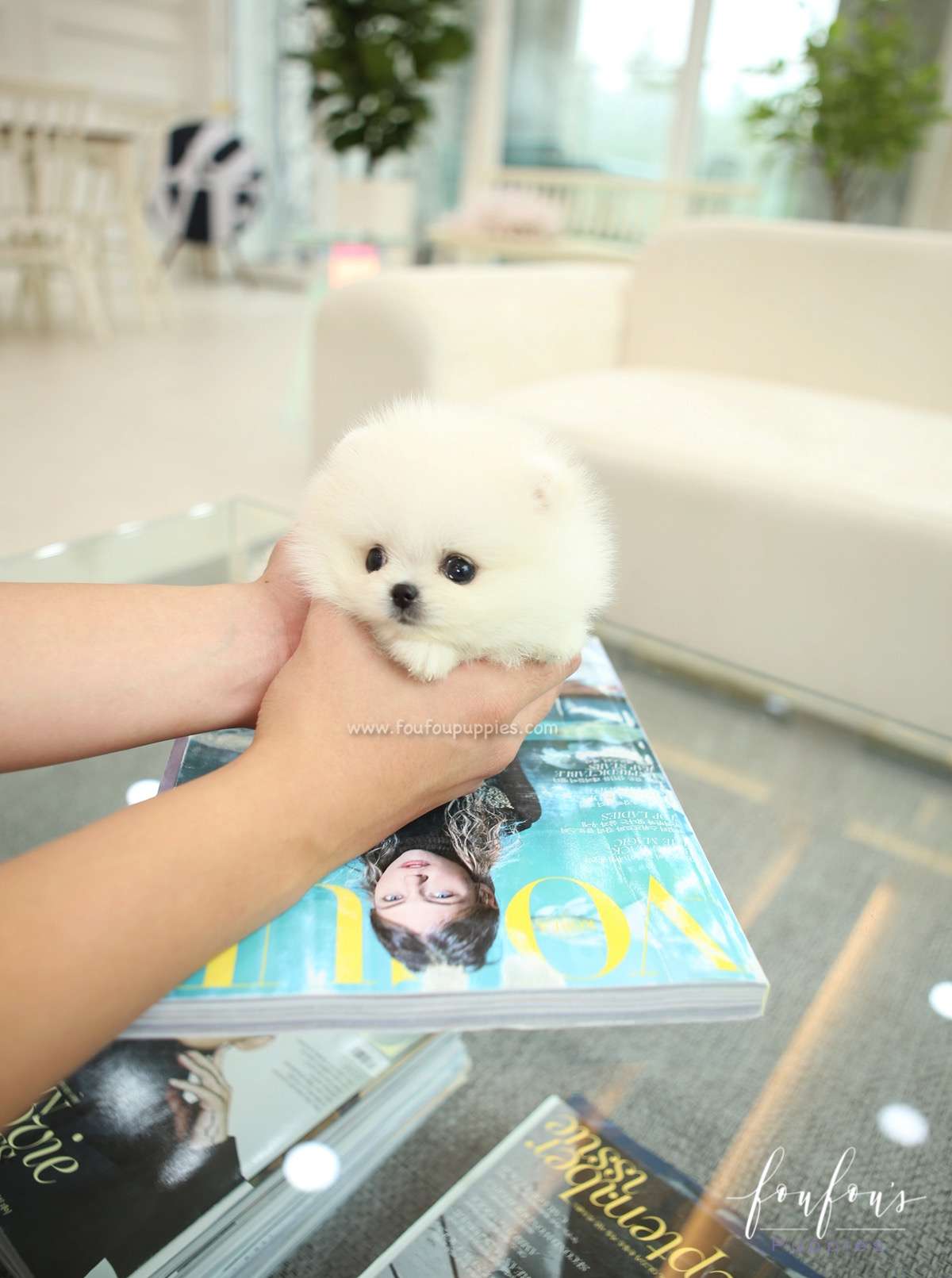 Sugar - Pomeranian F.