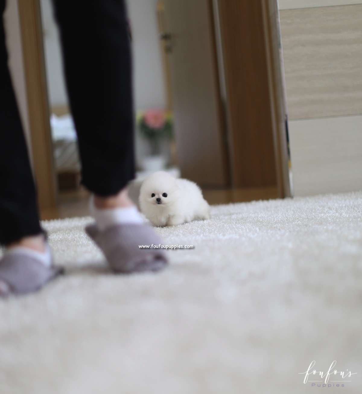Kai - Pomeranian M.