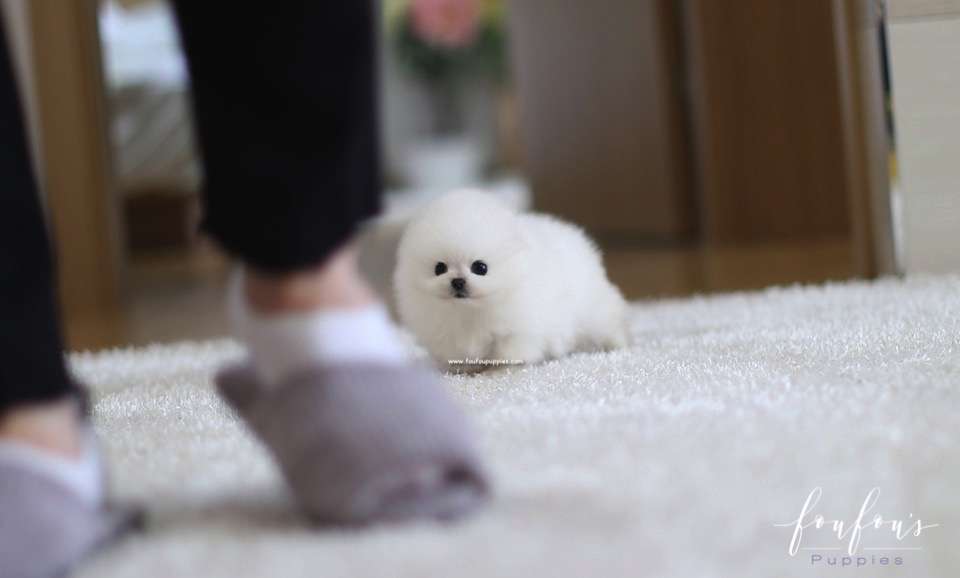 Kai - Pomeranian M.