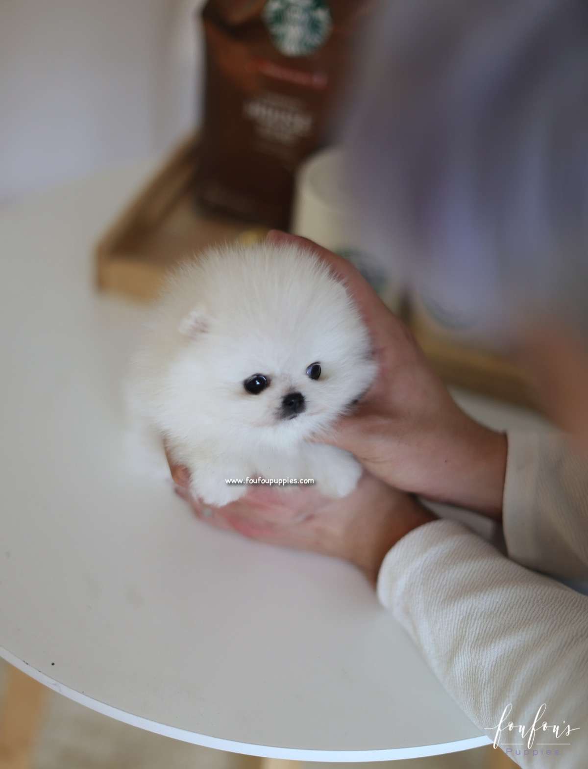 Kai - Pomeranian M.