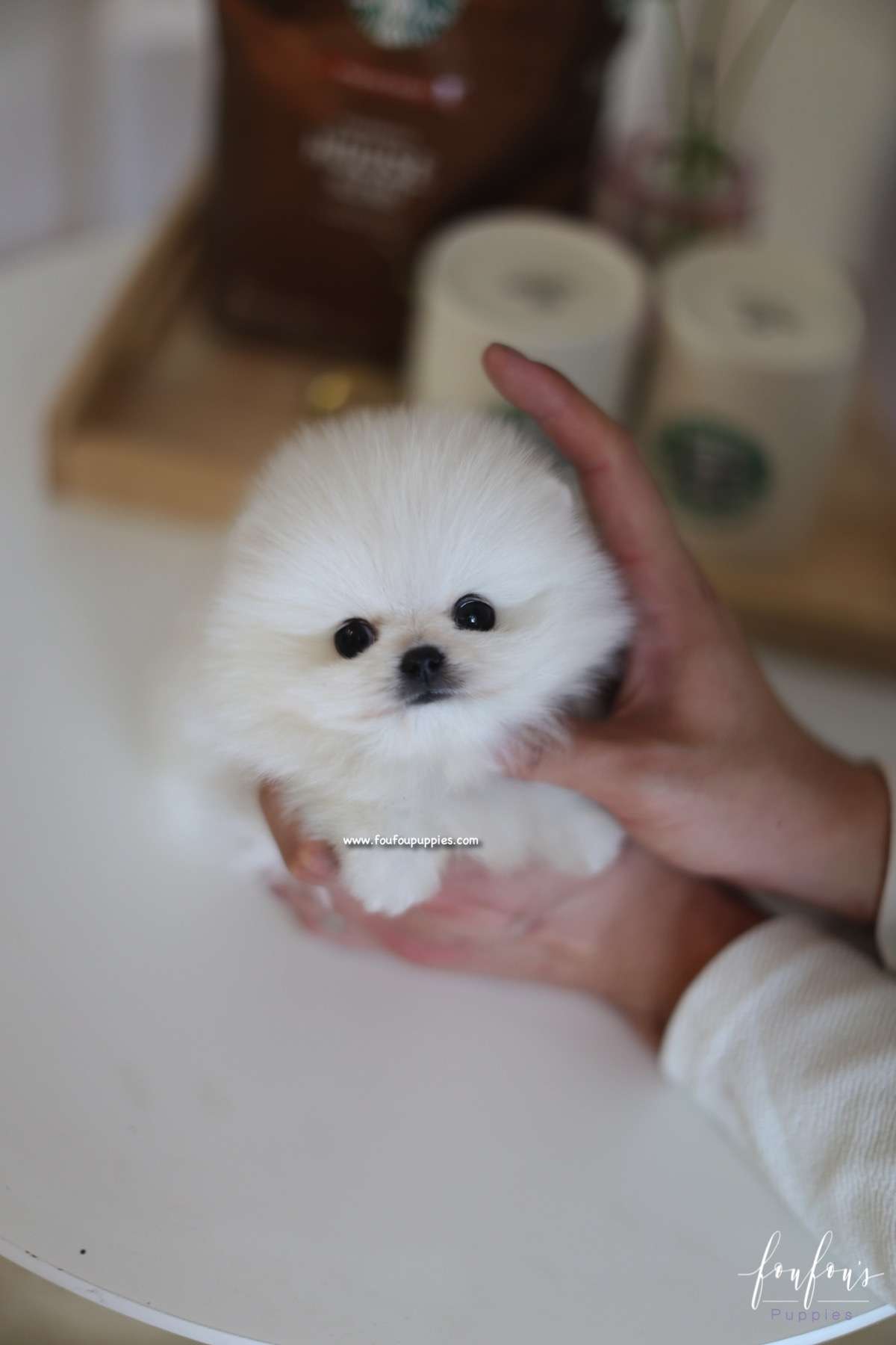Kai - Pomeranian M.
