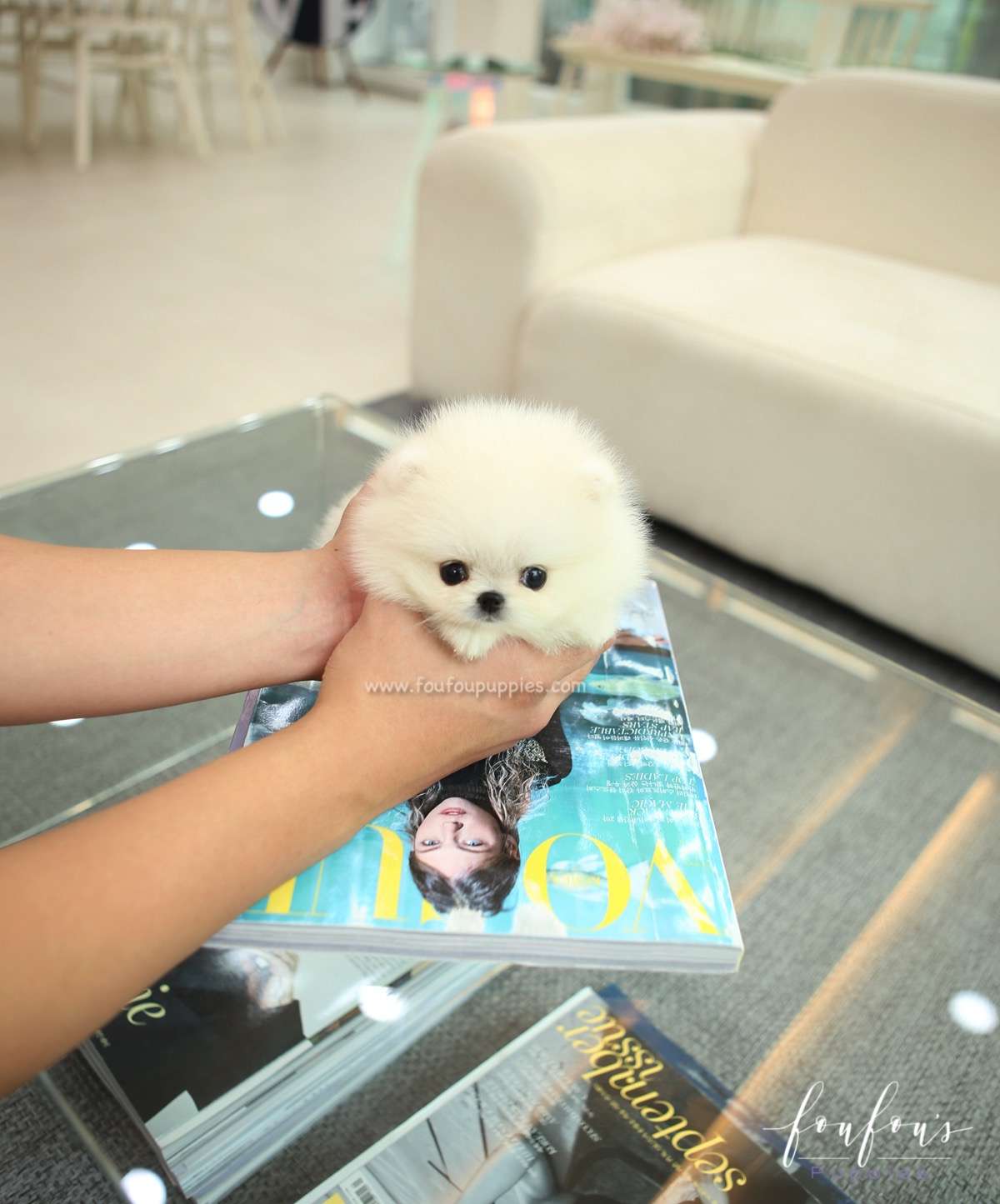 Sugar - Pomeranian F.