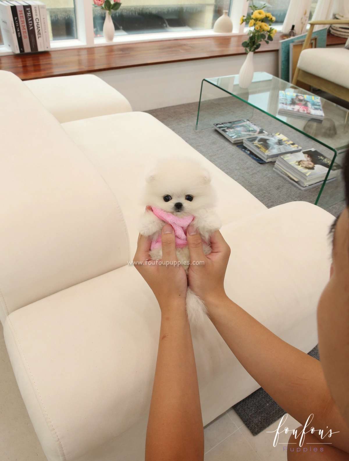 Sugar - Pomeranian F.
