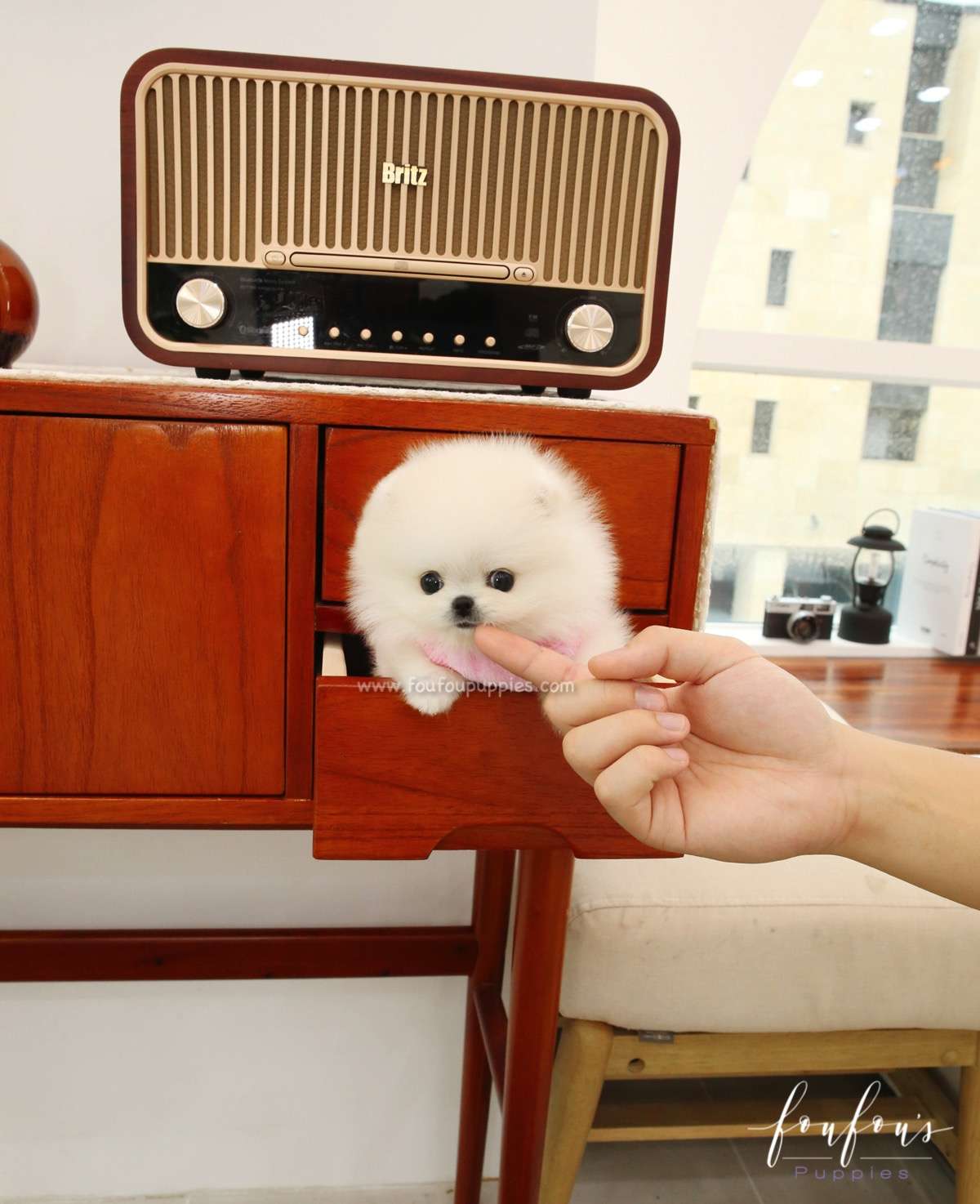 Sugar - Pomeranian F.