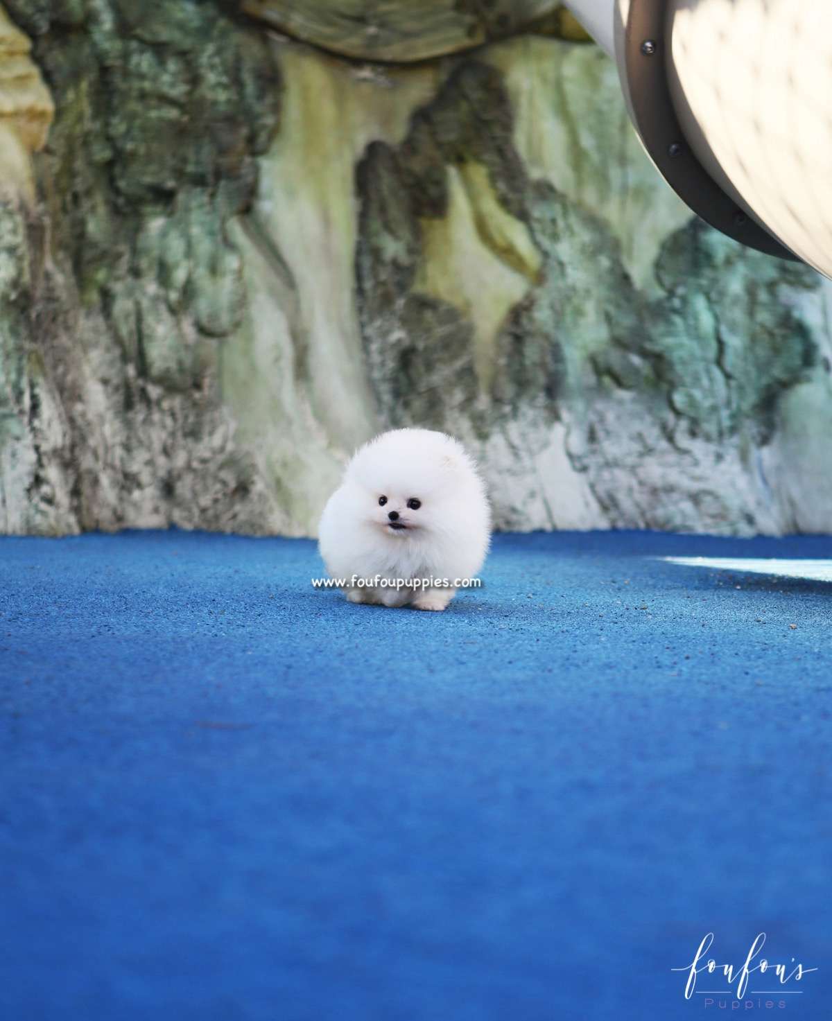 Sweetie - Pomeranian F.