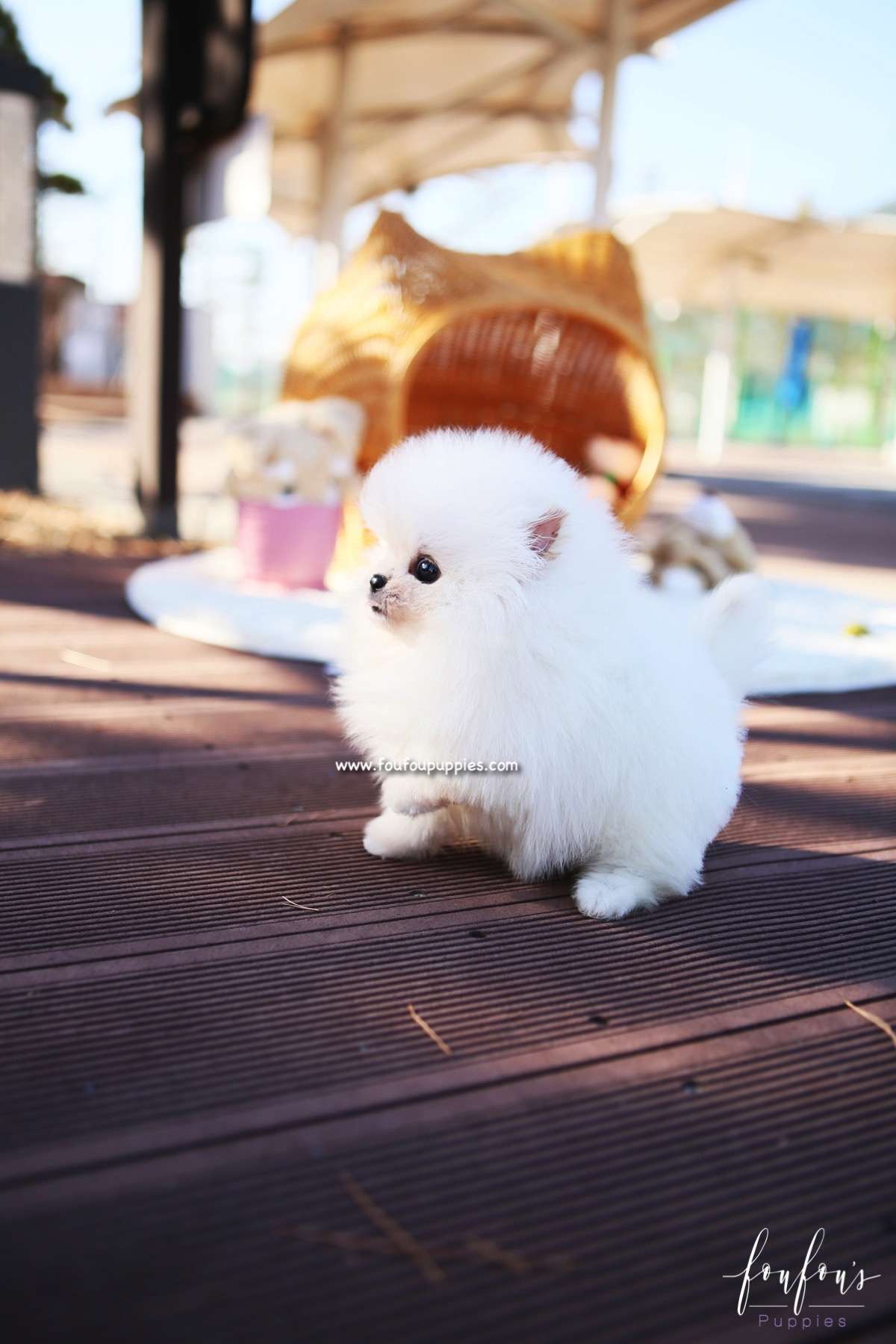 Sweetie - Pomeranian F.