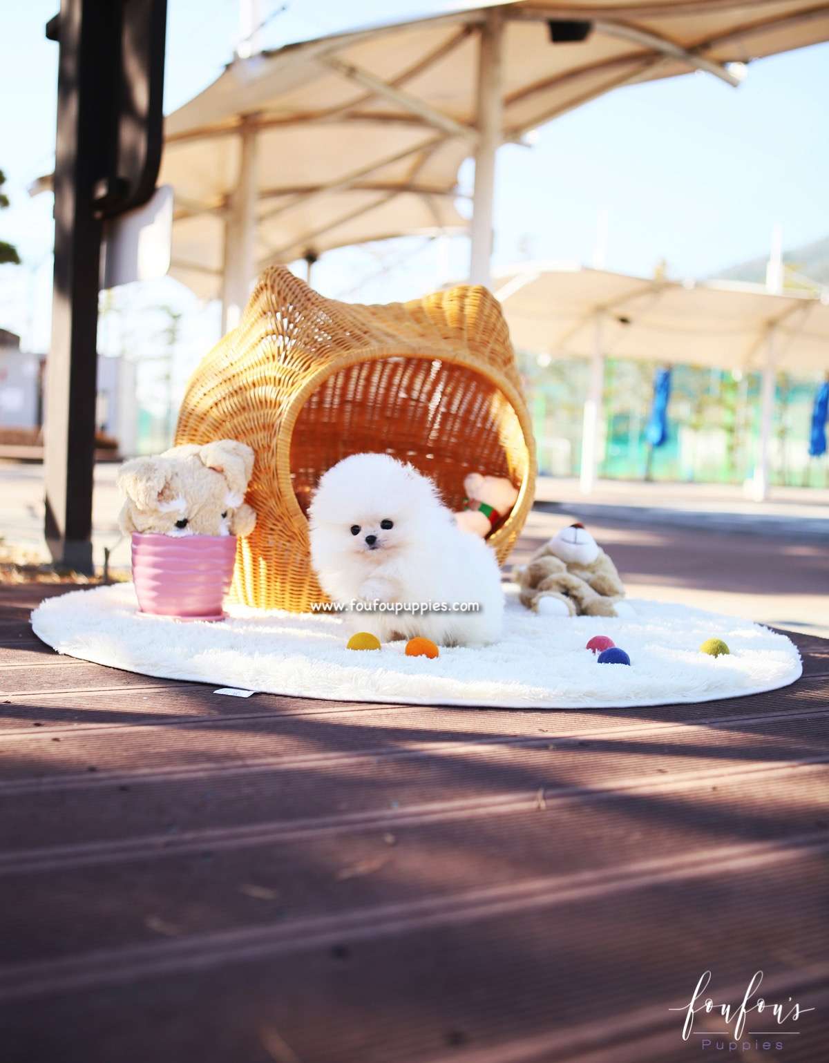 Sweetie - Pomeranian F.