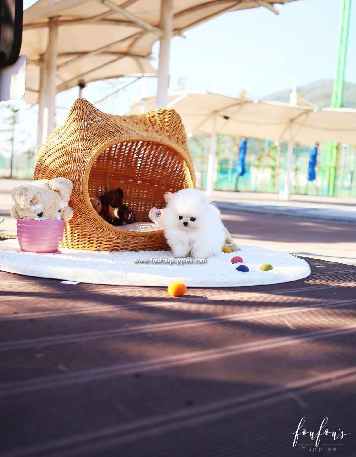 Sweetie - Pomeranian F.
