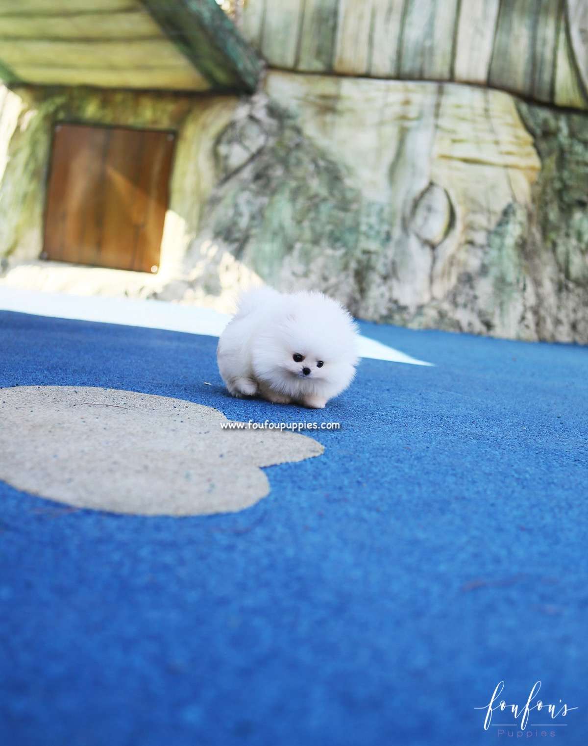 Sweetie - Pomeranian F.