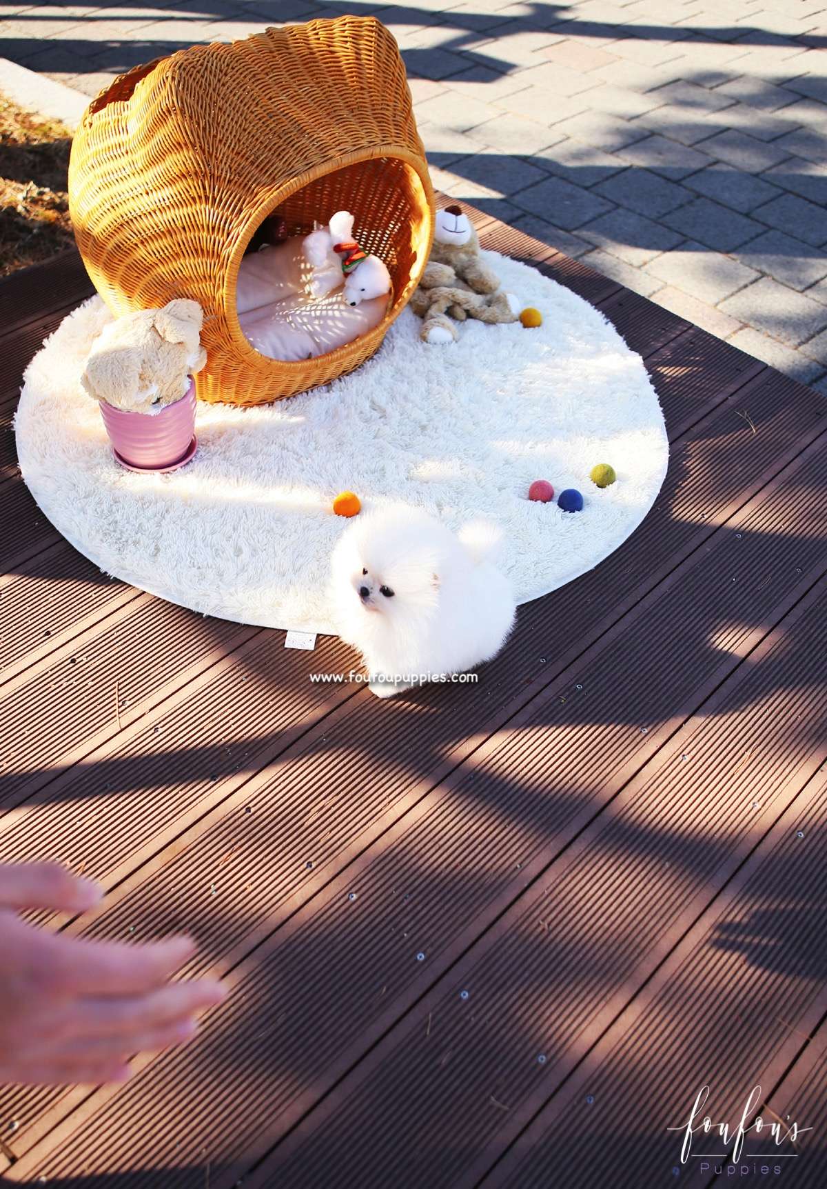 Sweetie - Pomeranian F.