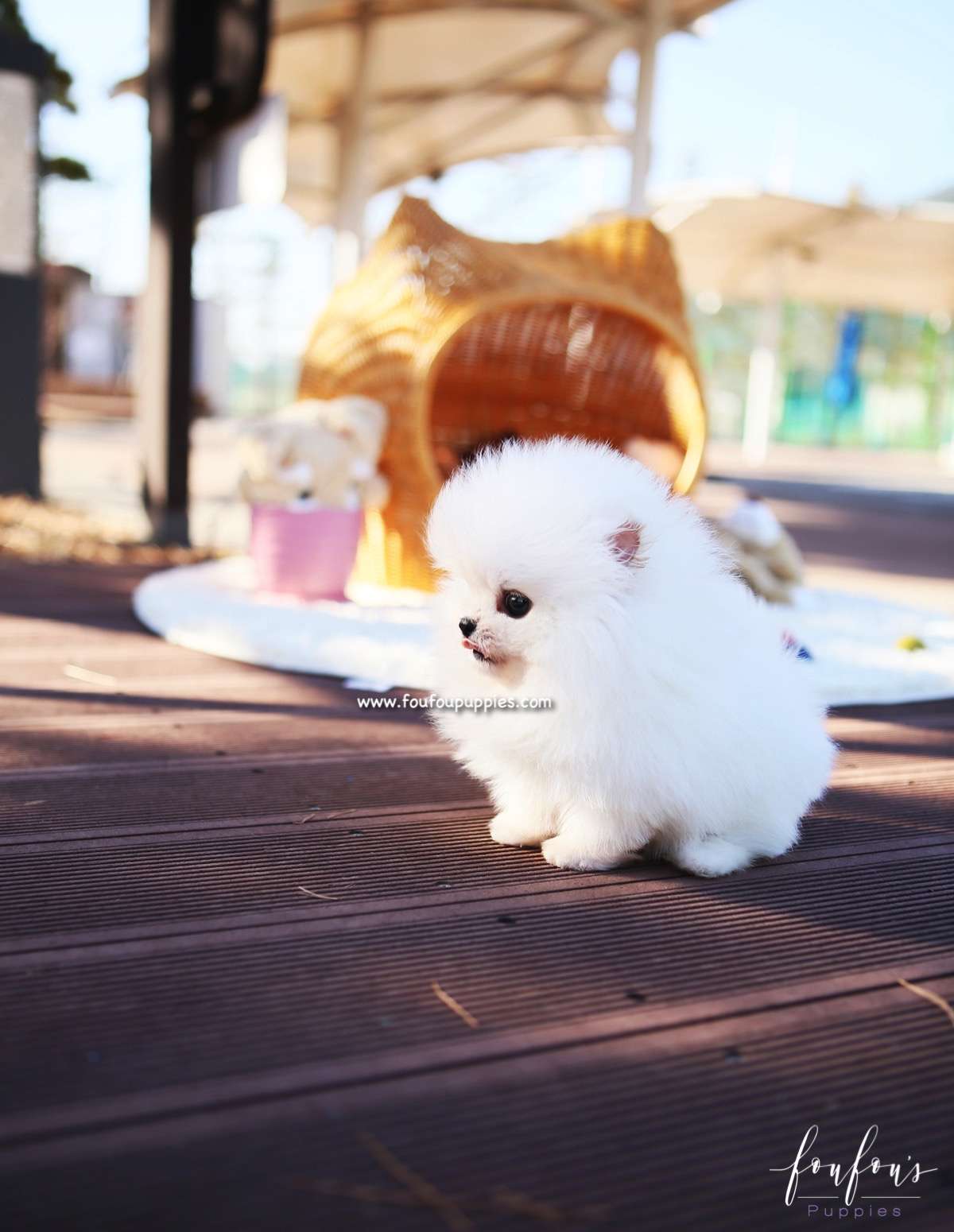 Sweetie - Pomeranian F.