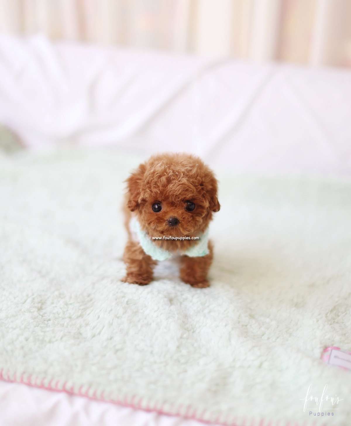 Ted - Poodle M.