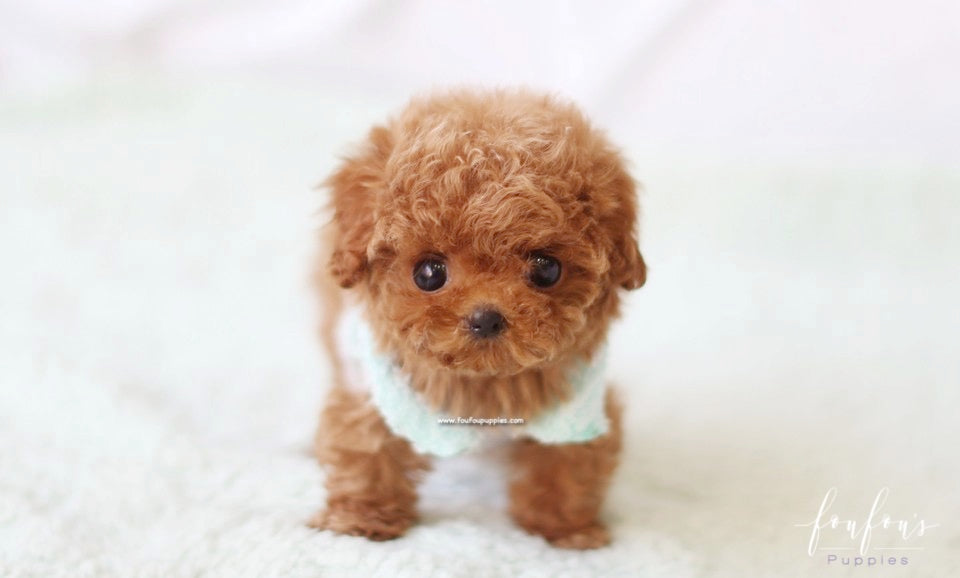 Ted toy outlet poodle