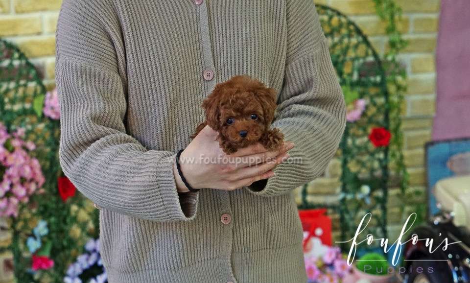 Gaby - Poodle M.