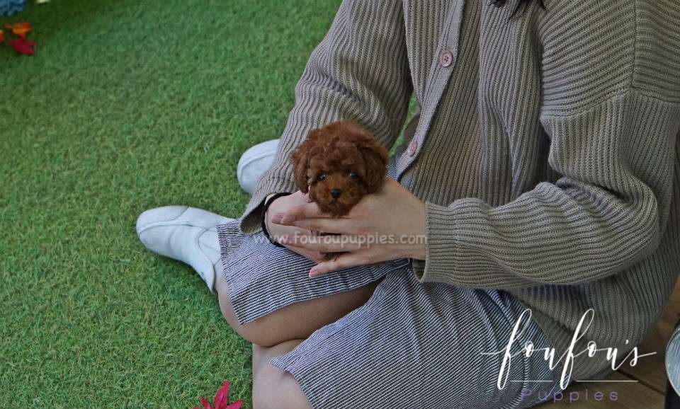 Gaby - Poodle M.