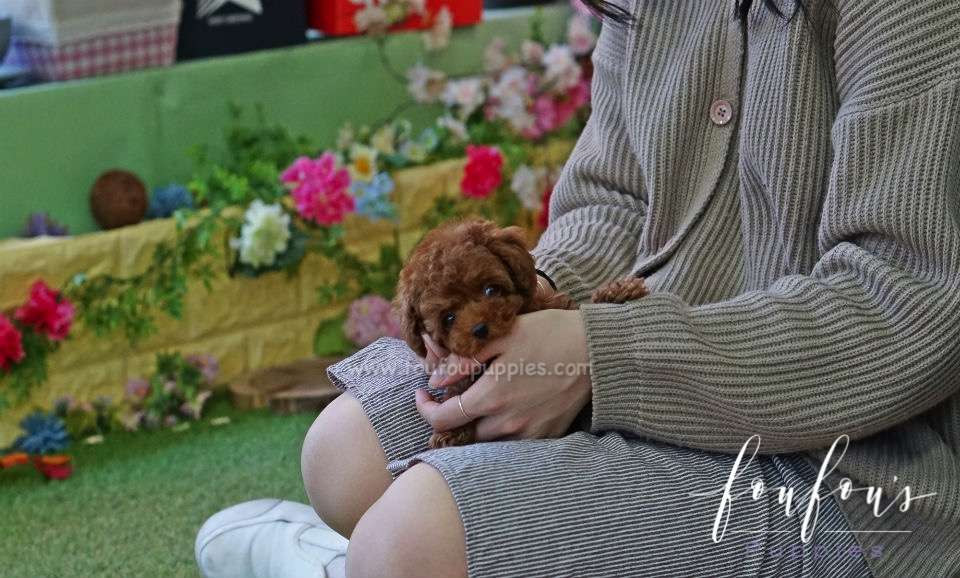 Gaby - Poodle M.