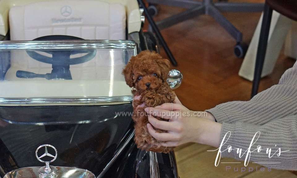 Gaby - Poodle M.