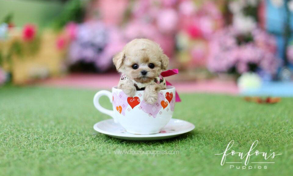 Tinkerbella - Poodle F.