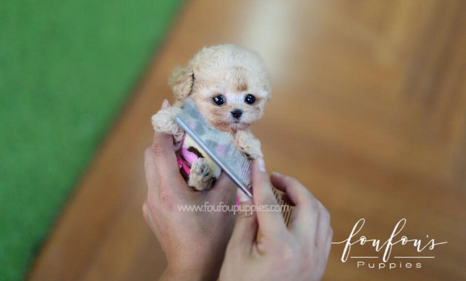 Tinkerbella - Poodle F.