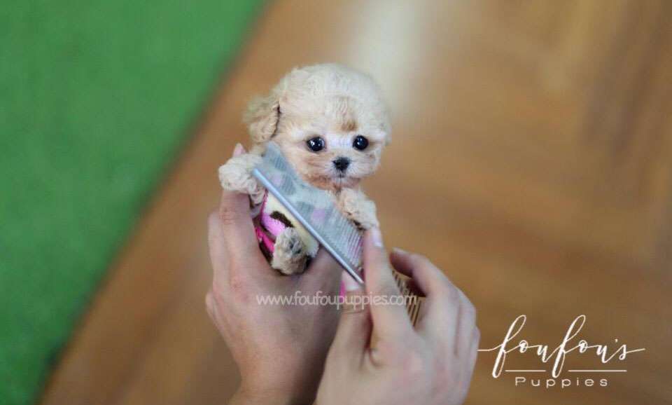 Tinkerbella - Poodle F.