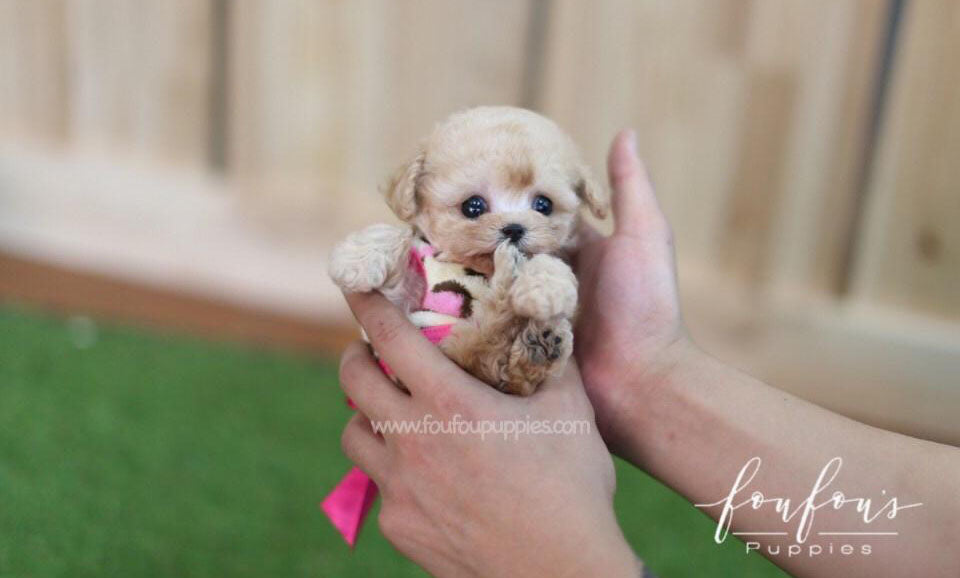 Tinkerbella - Poodle F.