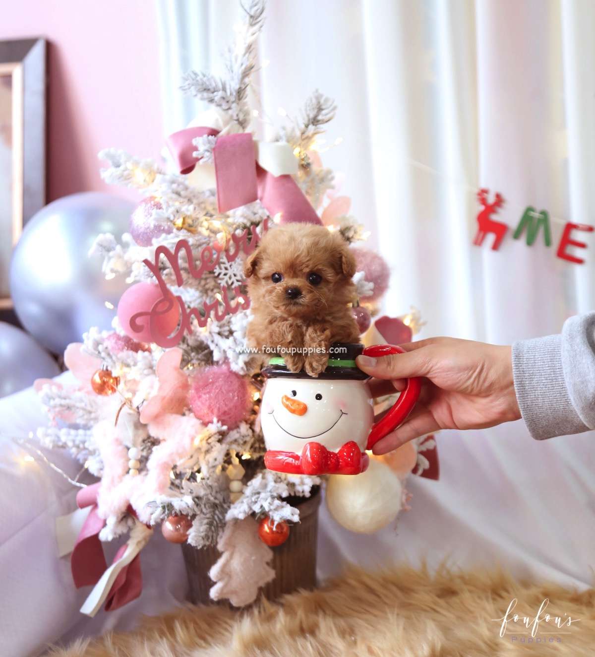 Lola - Poodle F.
